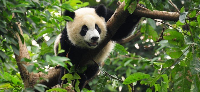 Black and white panda bear in a tree